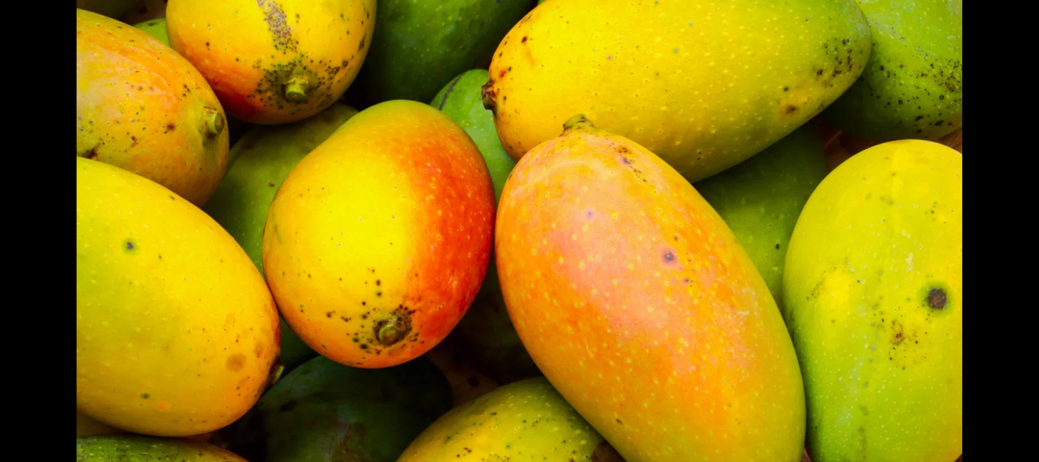 ソンとロイ【連載】田所敦嗣の出張報告書＜第33回＞