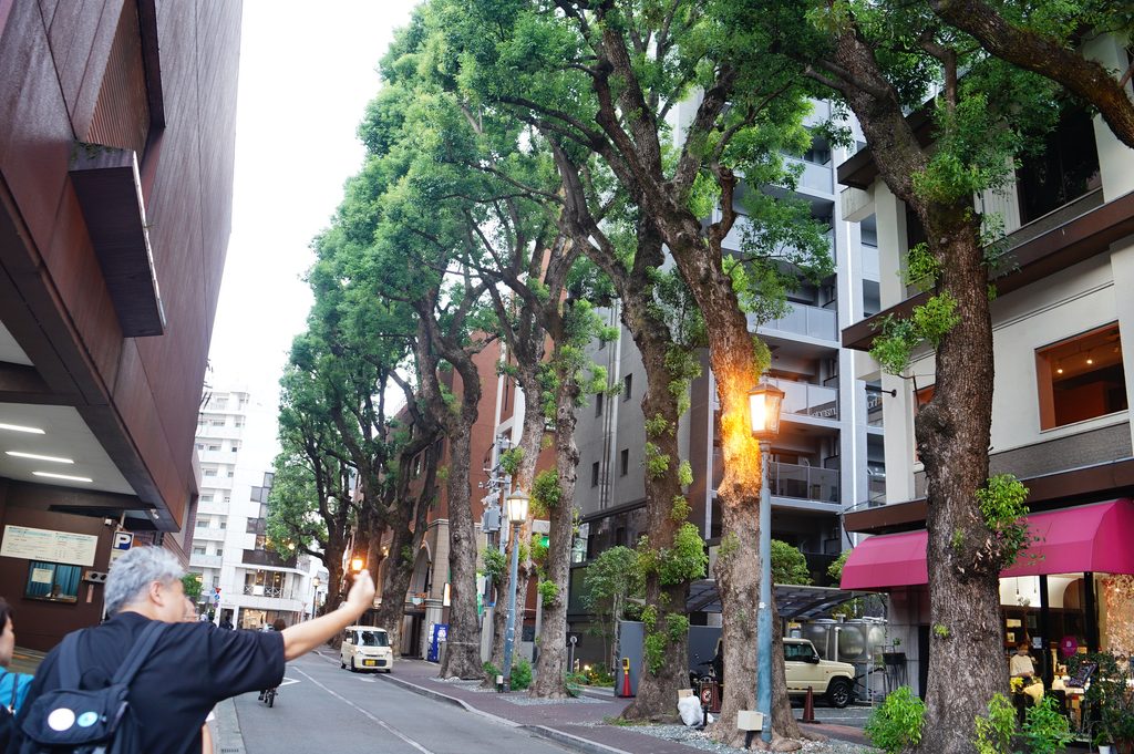 熊本の街路樹
